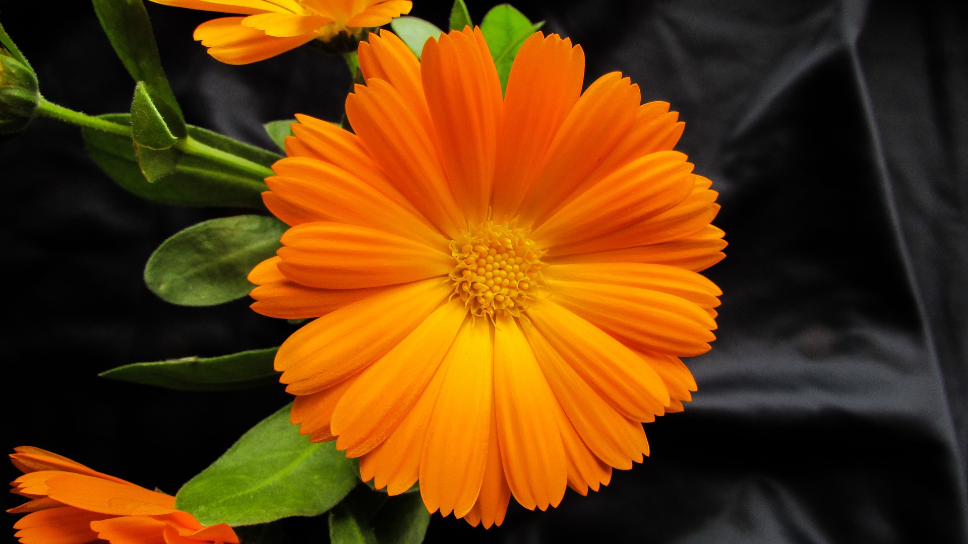 PRIČE "MALIH" PREDUZETNIKA - MARIGOLD